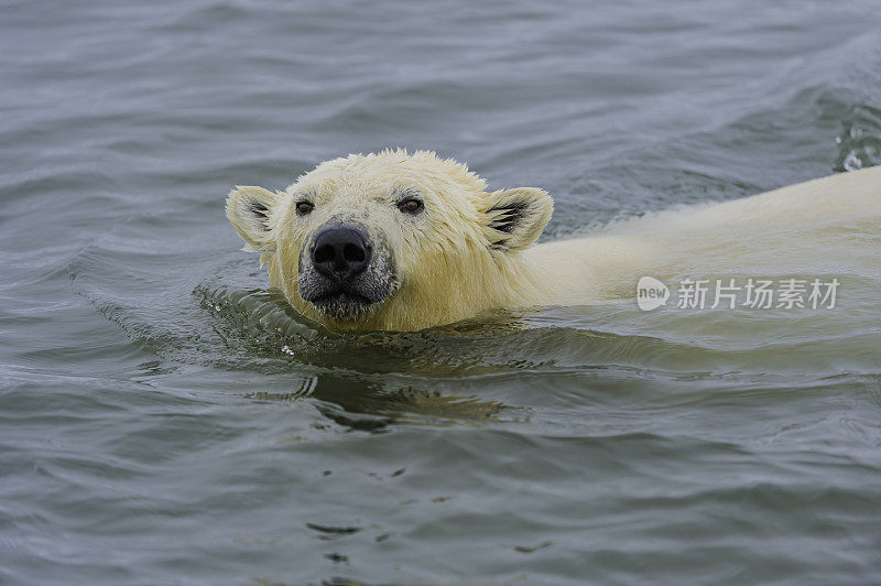 北极熊(Ursus maritimus)是一种土生土长的北极熊，主要生活在北极圈内，包括北冰洋及其周围的海洋和陆地。在阿拉斯加巴特岛附近的海洋里游泳。